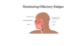 What is nose fatigue?