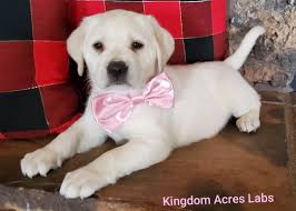 Akc english labrador puppies for sale. Started Trained Labradors Lab Puppies Southern California
