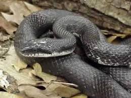 Snake Identification Ohio Wildlife Removal Varment Guard