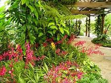 Here you will also get to see a pair of bengal tigers and birds like emu's and ostriches. Kuala Lumpur Orchid Garden Hibiscus Garden