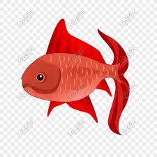 red fish fish marine life snapper