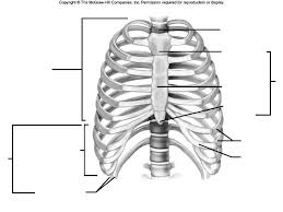 Post your work in the anatomy for artists. Thoracic Cage Anatomy Quiz Diagram Quizlet