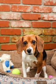 Criminal justice reform group gets bill passed in california to improve state's probation. Auburn Ca Beagle Meet Maggie A Pet For Adoption