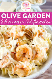 olive garden shrimp alfredo the food