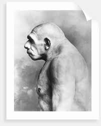 Neanderthal Man posters & prints by Corbis