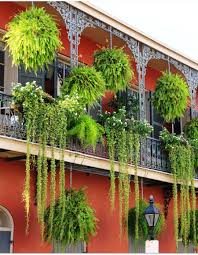 Crean un ambiente especial en el que el verde envuelve por completo las estancias. Plantas Colgantes Perfectas Para Balcones O Terrazas