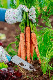 to harvest carrots for taste nutrition