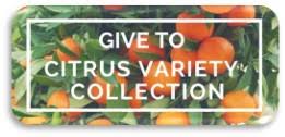 Ucr Citrus Variety Collection