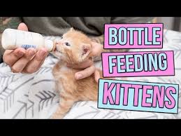 How To Safely Bottle Feed A Kitten Youtube