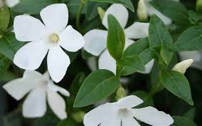 Check spelling or type a new query. 45 Types Of White Flowers With Pictures Flower Glossary