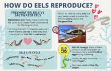 Do eels lay eggs?