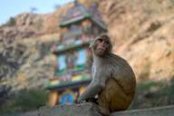 Monkey Temple India - Galtaji, Jaipur | Monkey Temple India - Jaipur