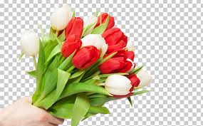 flower bouquet tulip high definition