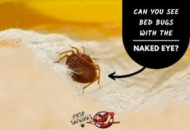 Can You See Bed Bugs With The Naked Eye Pest Samurai