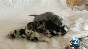 Find great dane puppies and breeders in your area and helpful great dane information. Colorado Dog Owner Helps Great Dane Birth Rare Green Puppy Abc11 Raleigh Durham