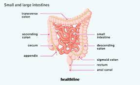 how long are your intestines length of