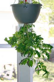 myo upside down tomato planter