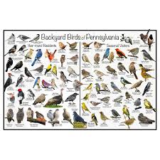 pennsylvania bird identification poster