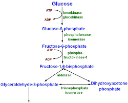 Aerobic Glycolysis Need Flowchart Brainly In