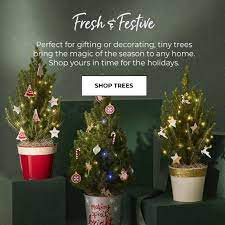 Check spelling or type a new query. How To Care For Mini Christmas Trees Ftd Com