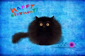 happy birthday cat image images