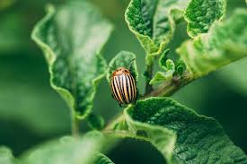 how to get rid of summer garden pests