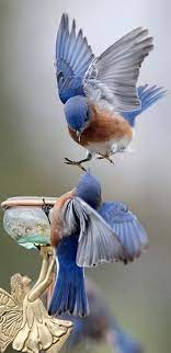 birds bird blue couple hd phone