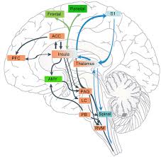 insular cortex is critical for the