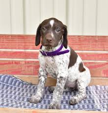 german shorthaired pointer puppies for