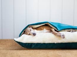 A small dog bed will be just the thing for littler breeds such as terriers, while a medium dog bed will suit breeds like beagles and cocker spaniels. Best Dog Beds 2021 Comfortable Beds For Large Medium And Small Dogs The Independent