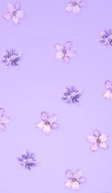 Download the perfect purple aesthetic pictures. Purple Aesthetic Laptop Lavender Laptop Wallpaper Novocom Top
