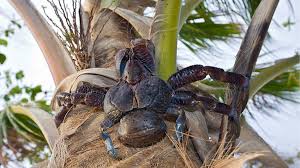 Coconut crab wanders across dolly beach on christmas island, indian ocean, australia. Meet The Crab With The Mighty Claw Bbc News