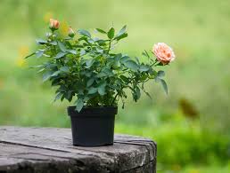 how to grow roses from seeds 3