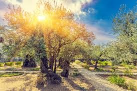 garden of gethsemane a jerum