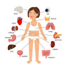 The body is the middle portion. Female Human Internal Organs Vector Images Over 2 400