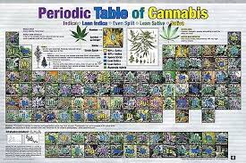Periodic Table Of Cannabis Poster 24x36 Weed Pot Marijuana Chart List 241349 Ebay