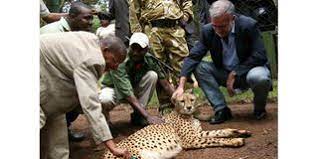 Animals that have shot to national and global fame - Beaking Kenya News