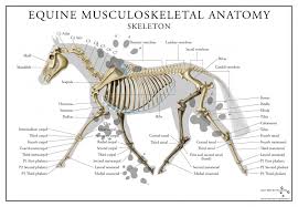 Equine Skeletal System Poster Skeleton Anatomy Skeletal