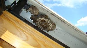 Résultats de recherche d'images pour « photo nid de guepes »