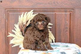 pongo toy poodle puppy in