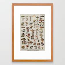 Vintage French Mushroom Identification Chart Framed Art Print