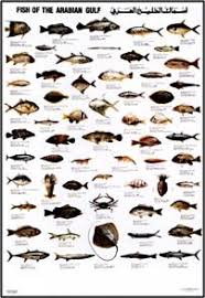 Amazon Com Fish Of The Arabian Gulf Prints Posters Prints