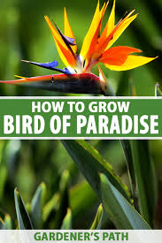 bird of paradise plants