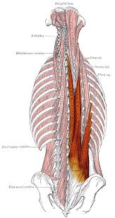 The deltoid, teres major, teres minor, infraspinatus, supraspinatus (not shown) and subscapularis muscles (not shown) all extend from the scapula to the humerus and act on the trapezius and latissimus dorsi muscles connect the upper limb to the vertebral column. Erector Spinae Muscles Wikipedia