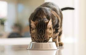 does wet food make cats aggressive