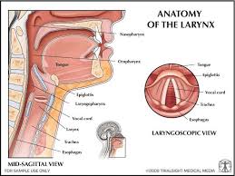 Anatomy Of The Larynx Anatomy Voice Therapy Respiratory