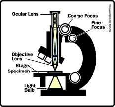 The Basics How Light Microscopes Work Howstuffworks