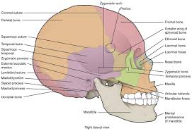 The occipital bone (/ ˌɒkˈsɪpɪtəl /) is a cranial dermal bone and the main bone of the occiput (back and lower part of the skull). The Skull Anatomy And Physiology