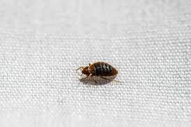 small bugs in bathroom identification