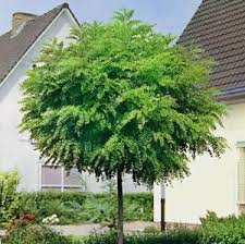 See my recommendations for the best trees for tiny gardens. Mop Top Robina Garden Express Small Trees For Garden Garden Trees Trees For Front Yard